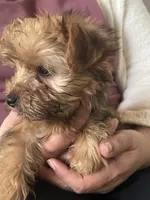Chico , a male Yorkshire Terrier for sale in Middleton, TN – 5 of 8