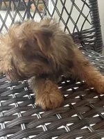 Chico , a male Yorkshire Terrier for sale in Middleton, TN – 8 of 8
