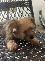 Chico , a male Yorkshire Terrier for sale in Middleton, TN – 6 of 8