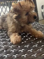 Chico , a male Yorkshire Terrier for sale in Middleton, TN – 4 of 8