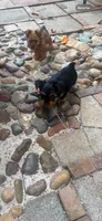 Rico, a male Yorkshire Terrier for sale in Middleton, TN – 4 of 8