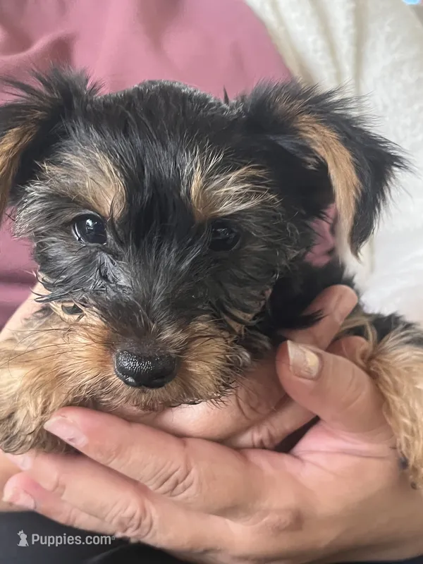 Rico – Yorkshire Terrier puppy for sale in Middleton, TN