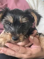 Rico, a male Yorkshire Terrier for sale in Middleton, TN – 1 of 8
