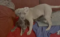 Rocky , a male Cane Corso for sale in Ellenwood, GA – 7 of 7