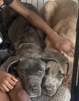 Rocky , a male Cane Corso for sale in Ellenwood, GA – 4 of 7