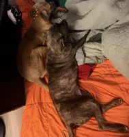 Rocky , a male Cane Corso for sale in Ellenwood, GA – 2 of 7