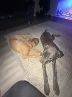 Rocky , a male Cane Corso for sale in Ellenwood, GA – 3 of 7