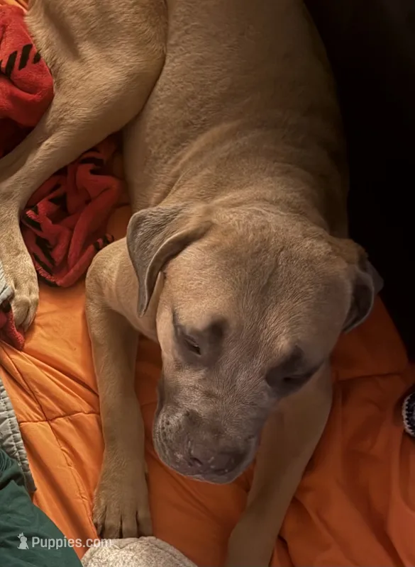 Rocky  – Cane Corso puppy for sale in Ellenwood, GA