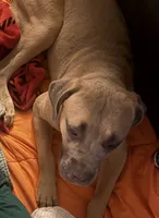 Rocky , a male Cane Corso for sale in Ellenwood, GA – 1 of 7