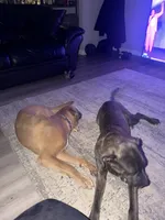 Rocky , a male Cane Corso for sale in Ellenwood, GA – 5 of 7