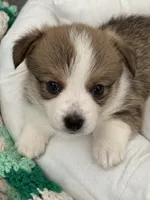Dustin, a male Pembroke Welsh Corgi for sale in Toano, VA – Photo 2 of 4