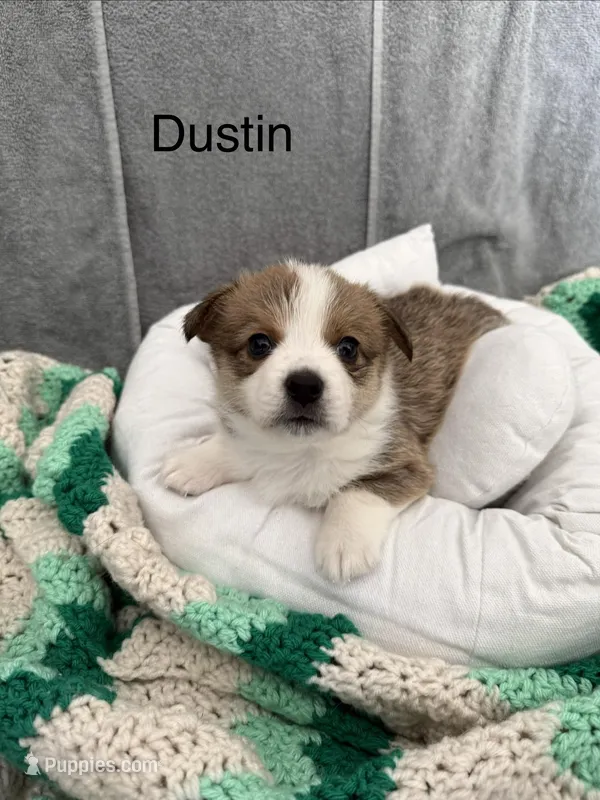 Dustin – Pembroke Welsh Corgi puppy for sale in Toano, VA