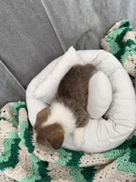 Dustin, a male Pembroke Welsh Corgi for sale in Toano, VA – Photo 4 of 4