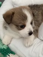 Dustin, a male Pembroke Welsh Corgi for sale in Toano, VA – Photo 3 of 4