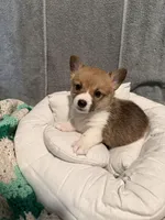 Eleven, a female Pembroke Welsh Corgi for sale in Toano, VA – Photo 4 of 4