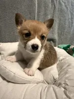 Eleven, a female Pembroke Welsh Corgi for sale in Toano, VA – Photo 2 of 4