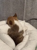 Eleven, a female Pembroke Welsh Corgi for sale in Toano, VA – Photo 3 of 4