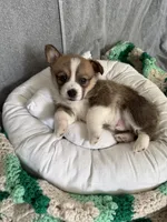 Lucus , a male Pembroke Welsh Corgi for sale in Toano, VA – Photo 4 of 4