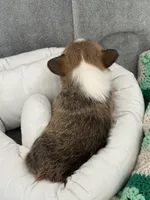 Lucus , a male Pembroke Welsh Corgi for sale in Toano, VA – Photo 3 of 4