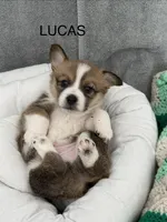 Lucus , a male Pembroke Welsh Corgi for sale in Toano, VA – Photo 1 of 4