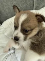 Lucus , a male Pembroke Welsh Corgi for sale in Toano, VA – Photo 2 of 4