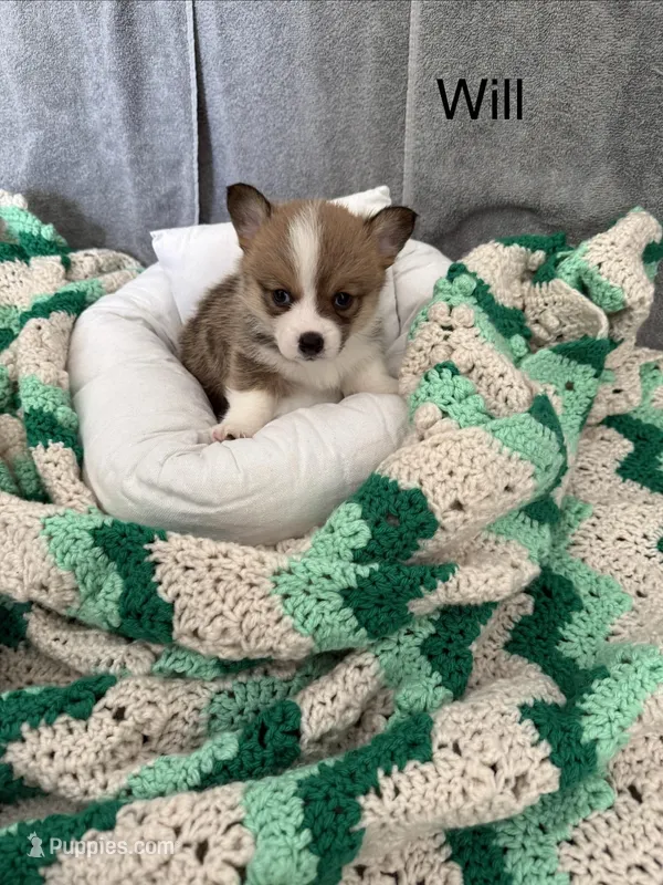 Will – Pembroke Welsh Corgi puppy for sale in Toano, VA