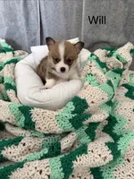 Will, a male Pembroke Welsh Corgi for sale in Toano, VA – Photo 1 of 4