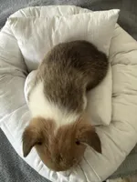 Will, a male Pembroke Welsh Corgi for sale in Toano, VA – Photo 3 of 4