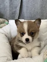 Will, a male Pembroke Welsh Corgi for sale in Toano, VA – Photo 2 of 4