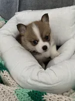 Will, a male Pembroke Welsh Corgi for sale in Toano, VA – Photo 4 of 4