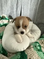 Mike, a male Pembroke Welsh Corgi for sale in Toano, VA – Photo 2 of 4