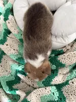 Mike, a male Pembroke Welsh Corgi for sale in Toano, VA – Photo 4 of 4