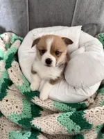 Mike, a male Pembroke Welsh Corgi for sale in Toano, VA – Photo 3 of 4