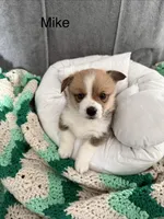 Mike, a male Pembroke Welsh Corgi for sale in Toano, VA – Photo 1 of 4