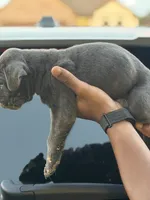 Atlas, a female Cane Corso for sale in Houston, TX – 2 of 2