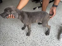 Mist, a female Cane Corso for sale in Houston, TX – 2 of 4