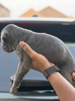 Mist, a female Cane Corso for sale in Houston, TX – 2 of 2