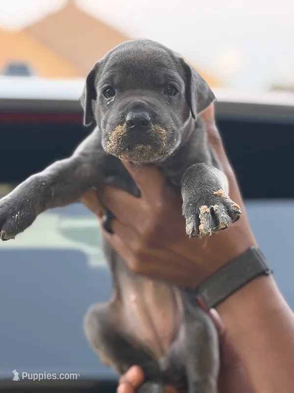 Mist – Cane Corso puppy for sale in Houston, TX