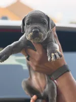 Mist, a female Cane Corso for sale in Houston, TX – 1 of 2