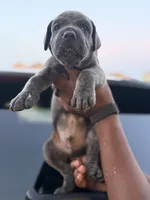 Zeus, a male Cane Corso for sale in Houston, TX – 2 of 2