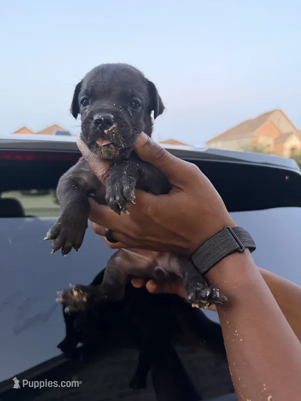 Sable – Cane Corso puppy for sale in Houston, TX