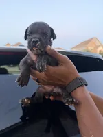 Sable, a female Cane Corso for sale in Houston, TX – 1 of 2