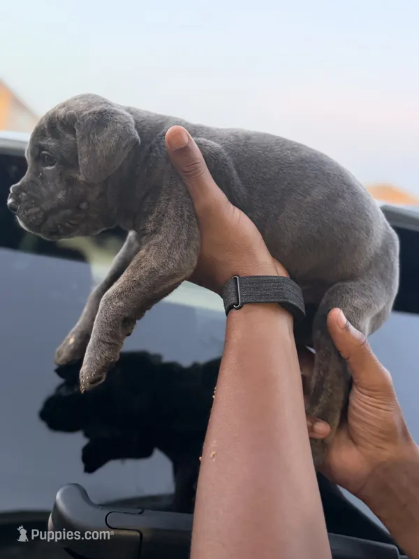 Zeus – Cane Corso puppy for sale in Houston, TX