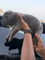 Zeus, a male Cane Corso for sale in Houston, TX – 1 of 2