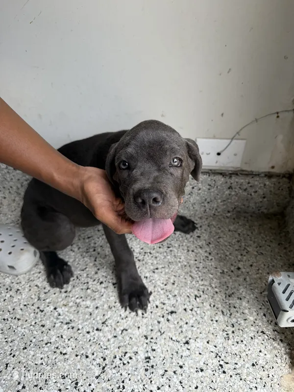 Bluey – Cane Corso puppy for sale in Houston, TX