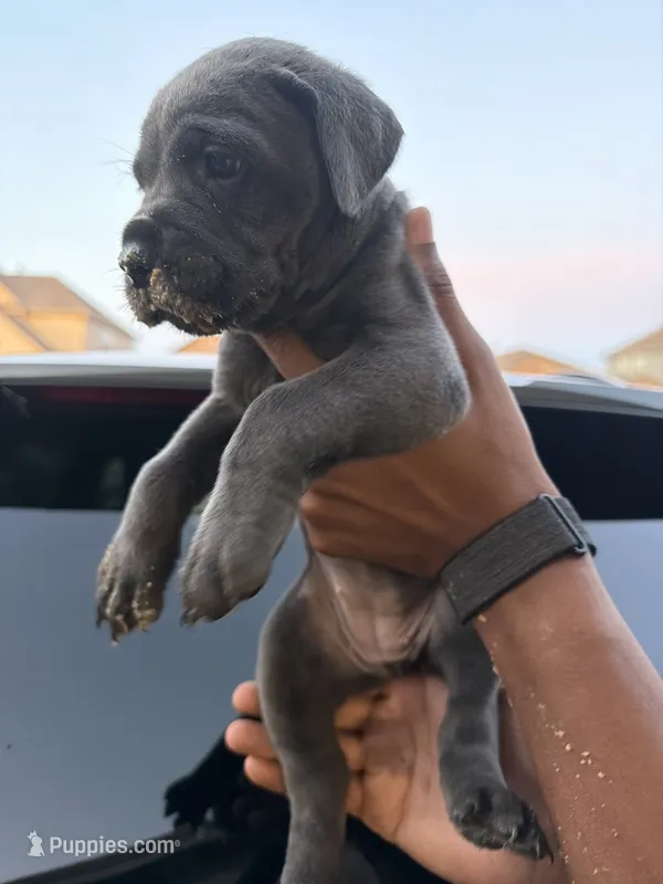 Atlas – Cane Corso puppy for sale in Houston, TX