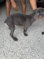 Bluey, a female Cane Corso for sale in Houston, TX – 2 of 2