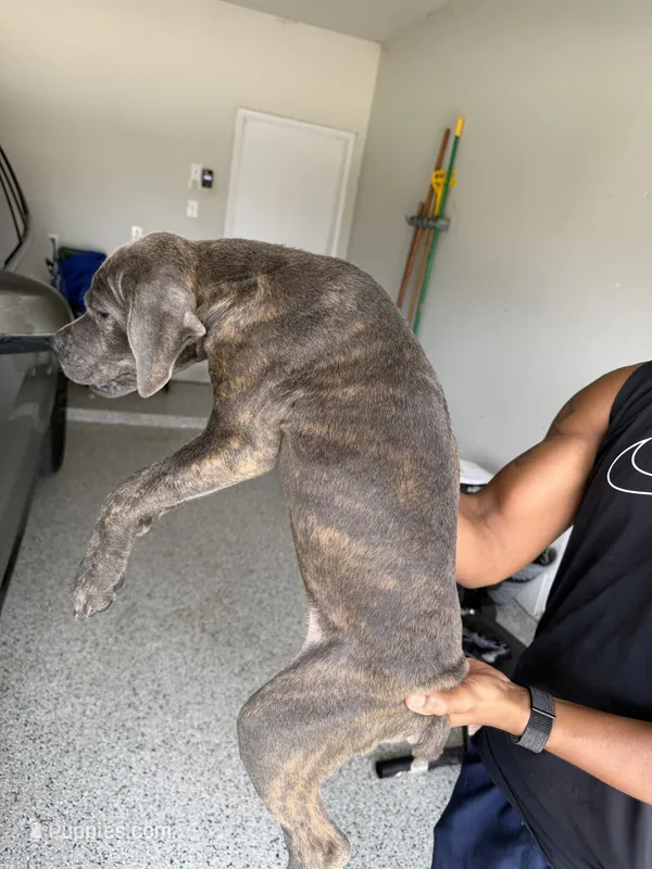 Mist – Cane Corso puppy for sale in Houston, TX