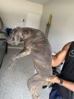 Mist, a female Cane Corso for sale in Houston, TX – 1 of 4