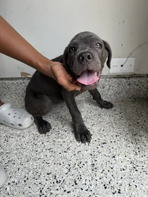 Atlas – Cane Corso puppy for sale in Houston, TX
